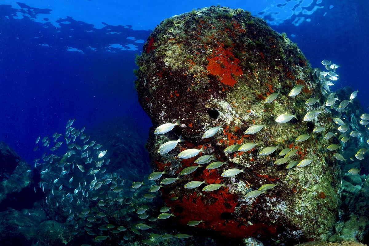 Trigone Diving